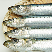 沙丁魚(yú)