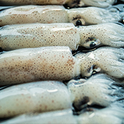 小魷魚(yú)