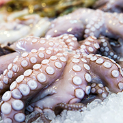 大章魚(yú)