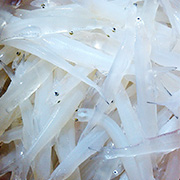 銀魚(yú)
