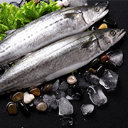 馬鮫魚(yú)